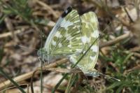Pontia daplidice