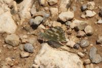 Pontia daplidice