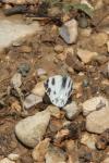 Pontia daplidice