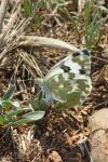 Pontia daplidice