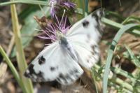Pontia daplidice