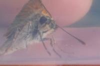 Thymelicus sylvestris
