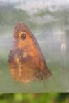 Pyronia tithonus