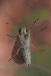 Thymelicus sylvestris