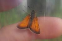 Thymelicus sylvestris