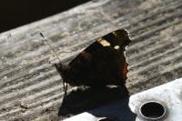 Vanessa atalanta