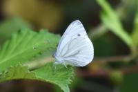 Pieris napi