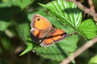 Pyronia tithonus