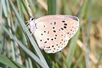 Phengaris arion