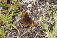 Erebia aethiops