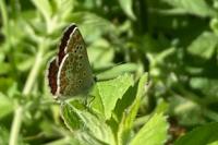 Aricia agestis