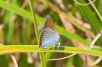 Lycaena dispar
