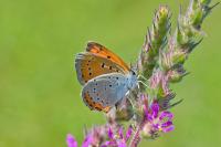 Lycaena dispar