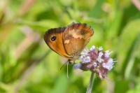 Pyronia tithonus