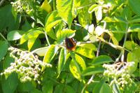 Vanessa atalanta