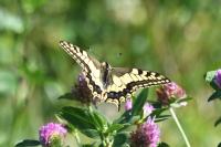 Papilio machaon