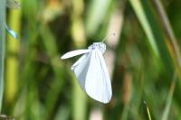 Leptidea sinapis