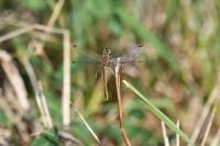 Pyronia tithonus