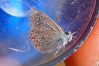 Polyommatus icarus