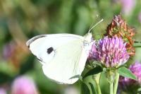 Pieris brassicae