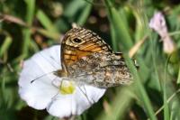 Lasiommata megera