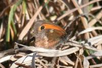 Pyronia tithonus