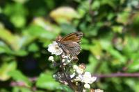 Maniola jurtina