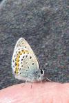 Plebejus
