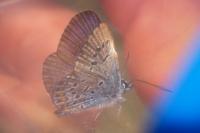 Plebejus argus