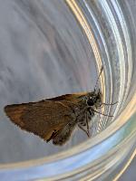 Thymelicus sylvestris