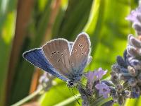Cyaniris semiargus