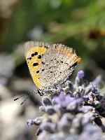 Lycaena phlaeas