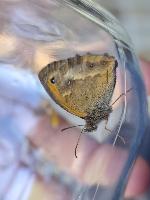 Pyronia tithonus