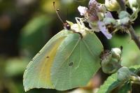 Gonepteryx cleopatra
