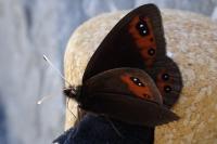 Erebia meolans