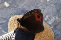 Erebia meolans
