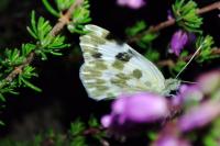 Pontia daplidice