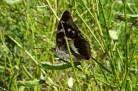 Apatura iris