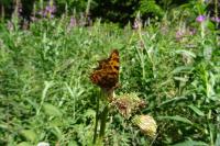 Polygonia c-album