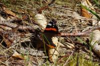 Vanessa atalanta