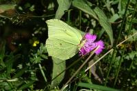 Gonepteryx rhamni