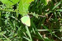 Callophrys rubi