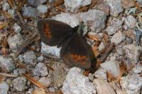 Erebia meolans