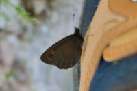 Erebia meolans