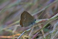 Satyrium acaciae
