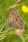 Lycaena tityrus