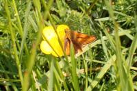 Thymelicus sylvestris
