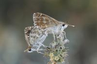 Muschampia baeticus
