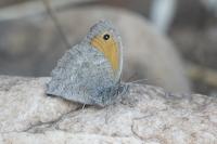 Hyponephele lupina