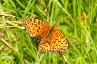 Speyeria aglaja